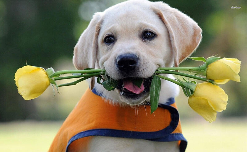 Sự Trung Thành Tuyệt Đối