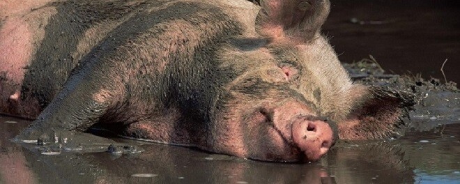 CHIÊN VÀ HEO TRONG BÙN 