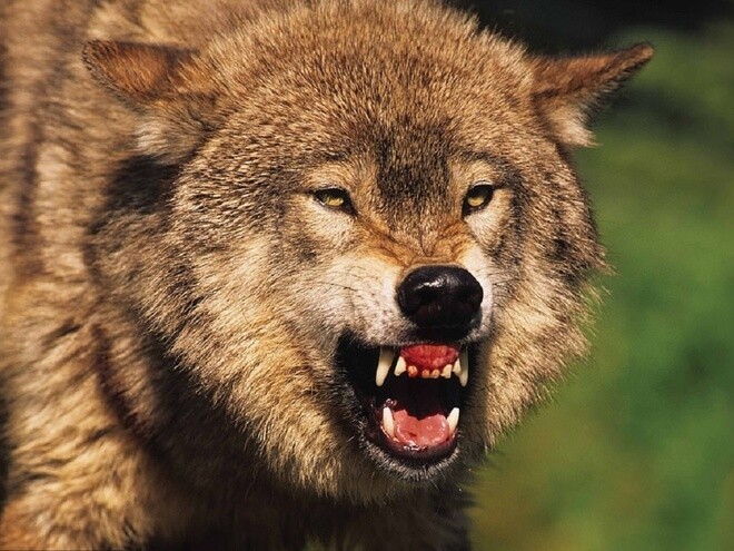 Săn Sói Kiểu... Eskimo