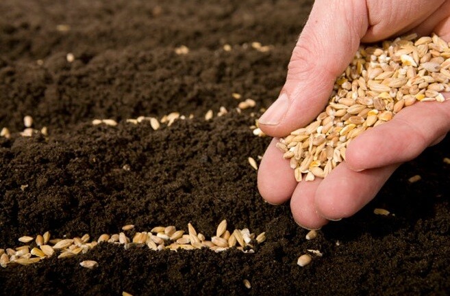 Gieo Gì Gặt Nấy